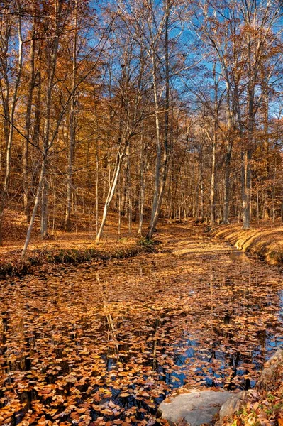 Ruisseau Couvert Feuilles Dans Les Bois — Photo
