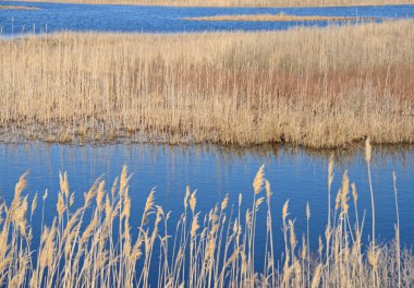 bir bataklık sazlık