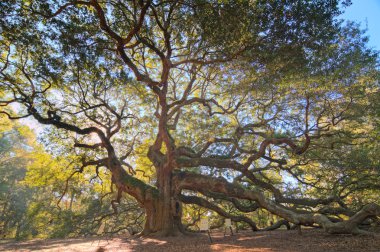 Angel Oak