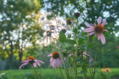 Close-up of flowers`