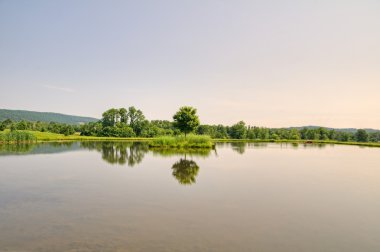 Yansıyan bir ağaç
