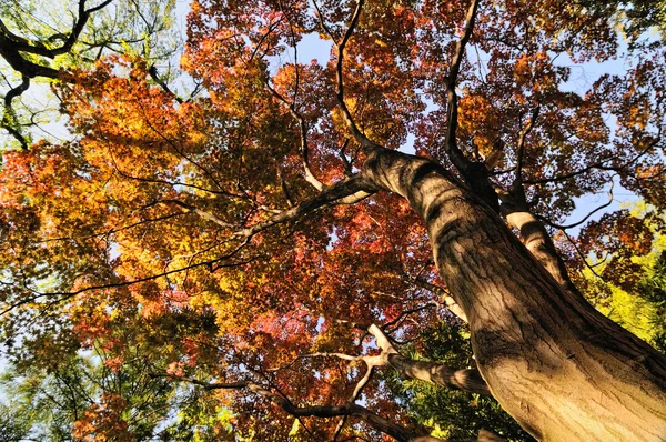 Bomen in het bos — Stockfoto