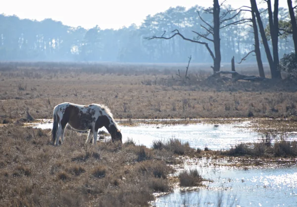 Horses in Chincoteague — Stock Photo, Image
