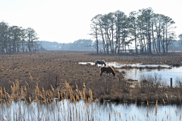 Horses in Chincoteague — Stock Photo, Image