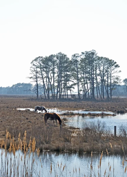 Horses in Chincoteague — Stock Photo, Image