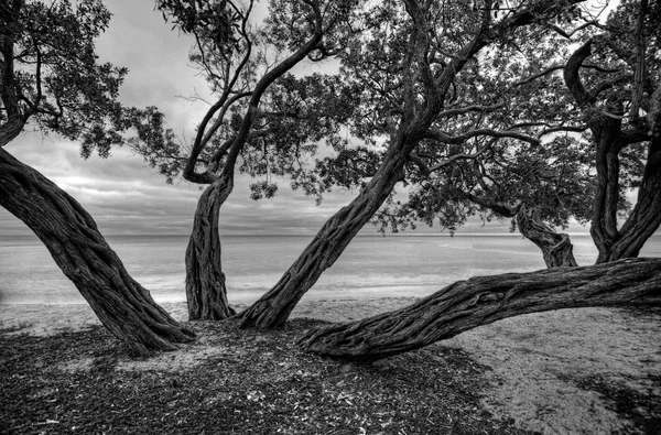 Ein Banyan-Baum — Stockfoto