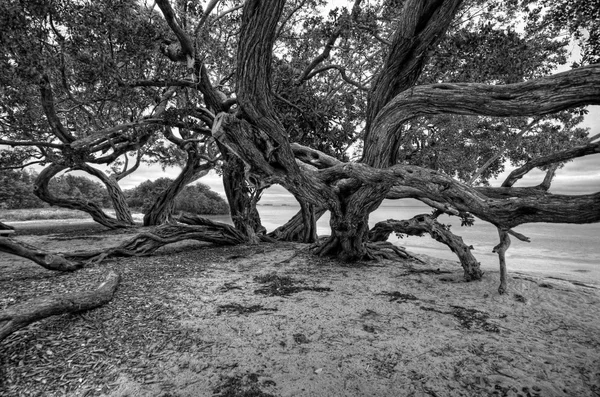 Ένα δέντρο Banyan — Φωτογραφία Αρχείου