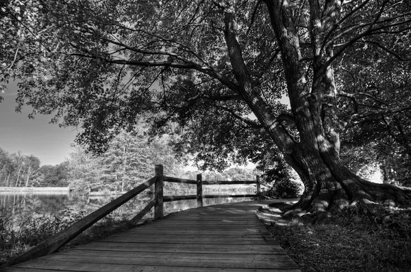 Árvore no caminho — Fotografia de Stock