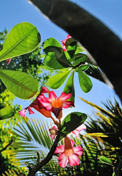 Close-up de flores ' — Fotografia de Stock