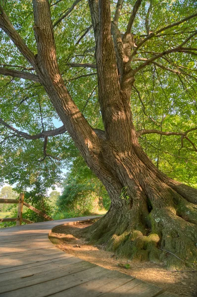 Дерево на дорожке — стоковое фото