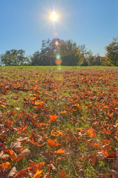 Sol brilhando sobre um campo — Fotografia de Stock