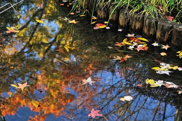 Reflexões em um lago — Fotografia de Stock