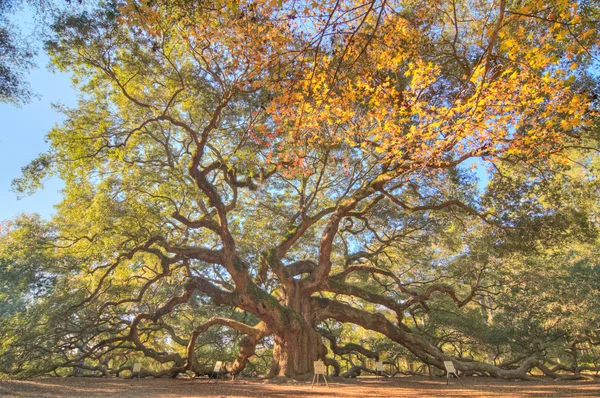 Angel Oak — Stok fotoğraf