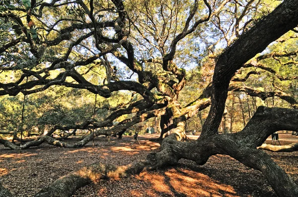 Angel Oak — Stok fotoğraf