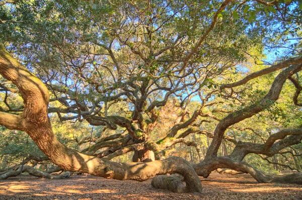 Angel Oak — Stok fotoğraf