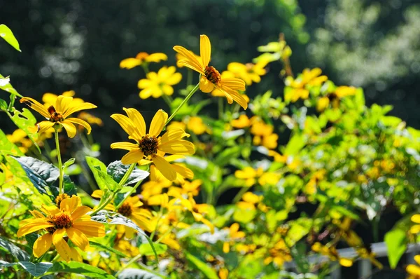 Gros plan sur les fleurs — Photo