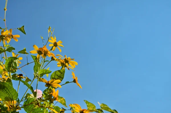 Close-up of flowers` — Stockfoto