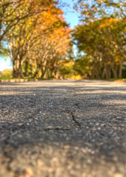 Route bordée d'arbres — Photo