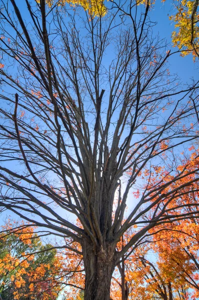 Bomen in het bos — Stockfoto