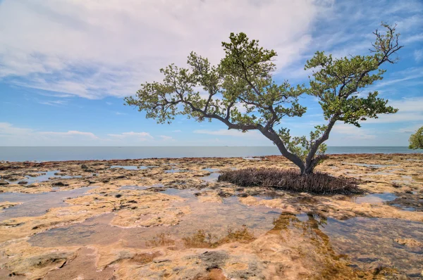 Bahia honda parque estadual — Fotografia de Stock