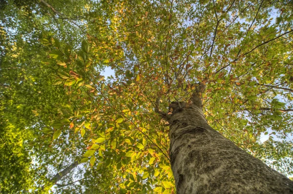 Bomen in het bos — Stockfoto