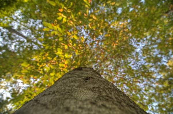 Árvores na floresta — Fotografia de Stock
