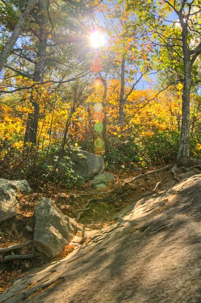 Arbres dans la forêt — Photo