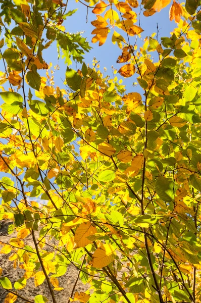 Bomen in het bos — Stockfoto