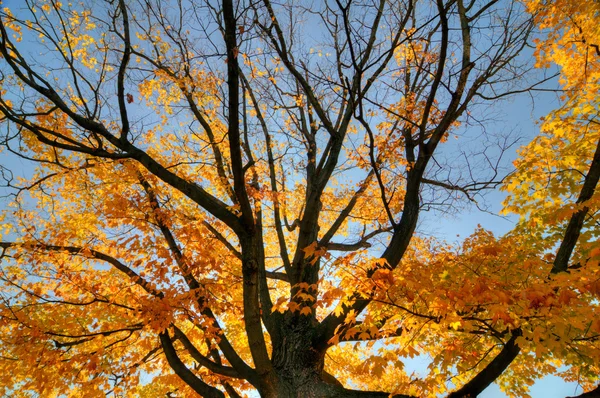 Bomen in het bos — Stockfoto