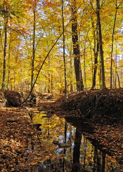 Accotink Park, a Va — Stock Fotó