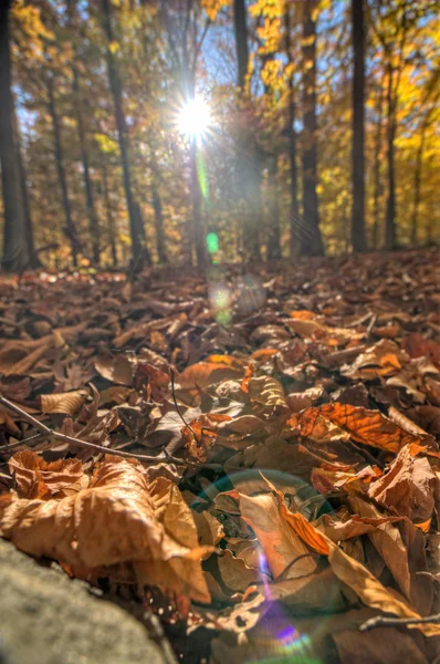 Accotink Park, Va — Foto de Stock