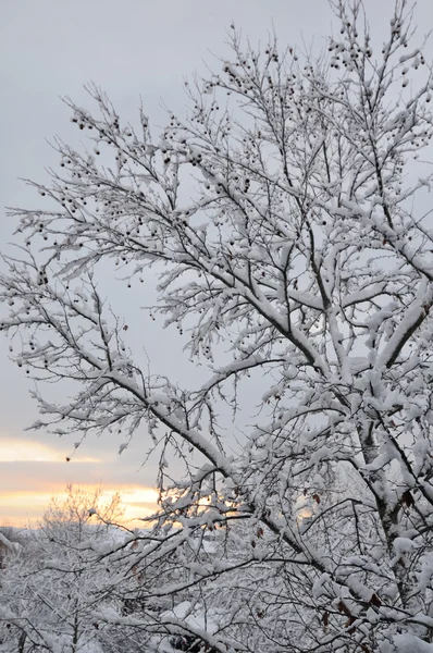Stromy v sněhu — Stock fotografie