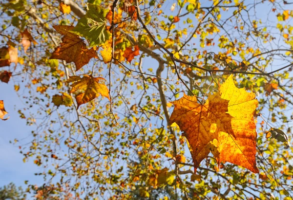 Bomen in het bos — Stockfoto