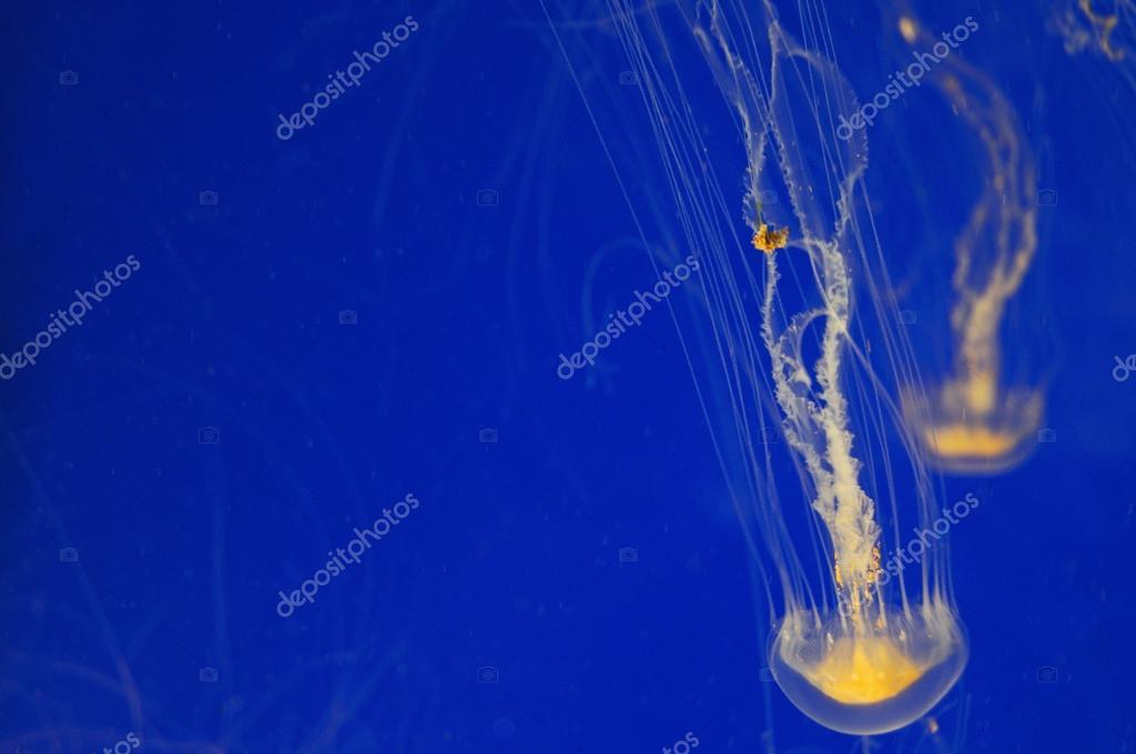 Baltimore Desktop Wallpaper Jellyfish In A Tank Stock Photo