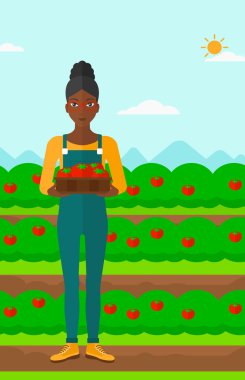 Çiftçi toplama domates.