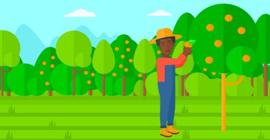 Çiftçi toplama portakal.