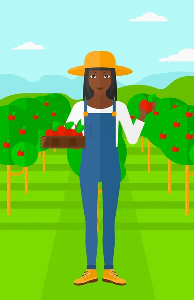 Agricultor recogiendo manzanas . — Vector de stock