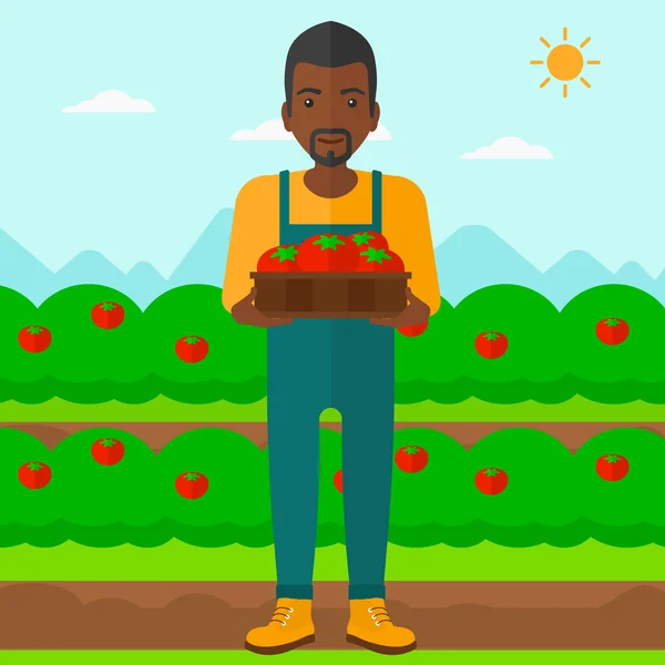 Agricultor recolectando tomates . — Vector de stock