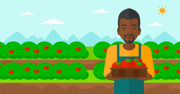 Contadino che raccoglie pomodori . — Vettoriale Stock