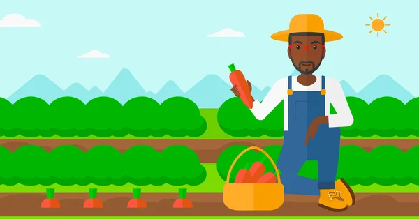 Agricultor coletando cenouras . —  Vetores de Stock