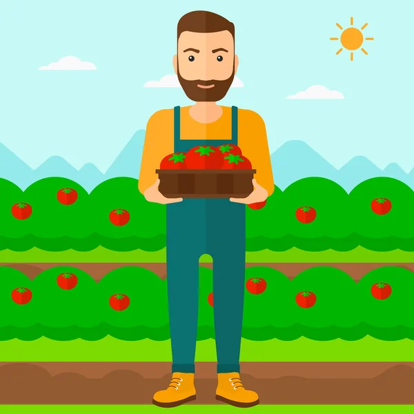 Agricultor recolectando tomates . — Vector de stock