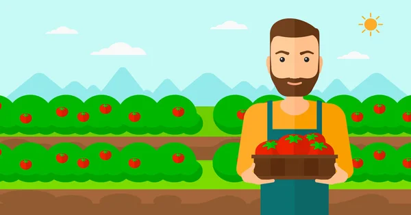 농부 수집 토마토. — 스톡 벡터