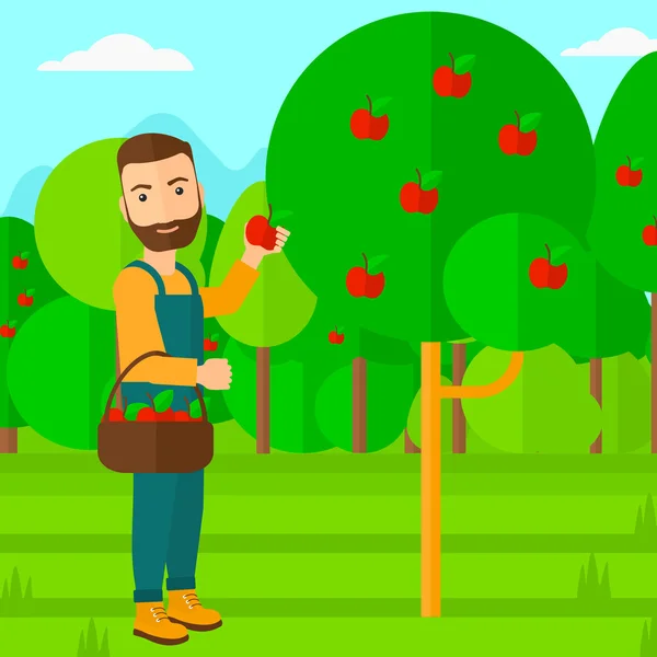 Agricultor recogiendo manzanas . — Vector de stock