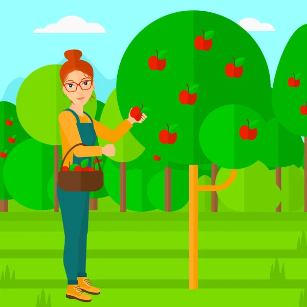 Agricultor recogiendo manzanas . — Vector de stock