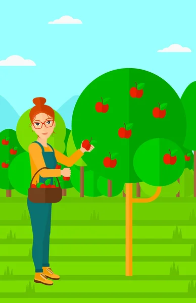 Agricultor recogiendo manzanas . — Vector de stock