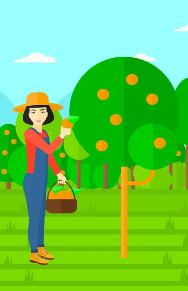 Agricultor recogiendo naranjas . — Vector de stock