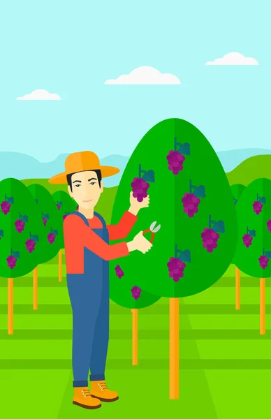 农民收集葡萄. — 图库矢量图片