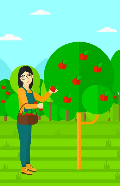 农民收集苹果. — 图库矢量图片