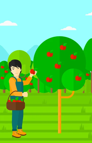 Boer verzamelen appels. — Stockvector