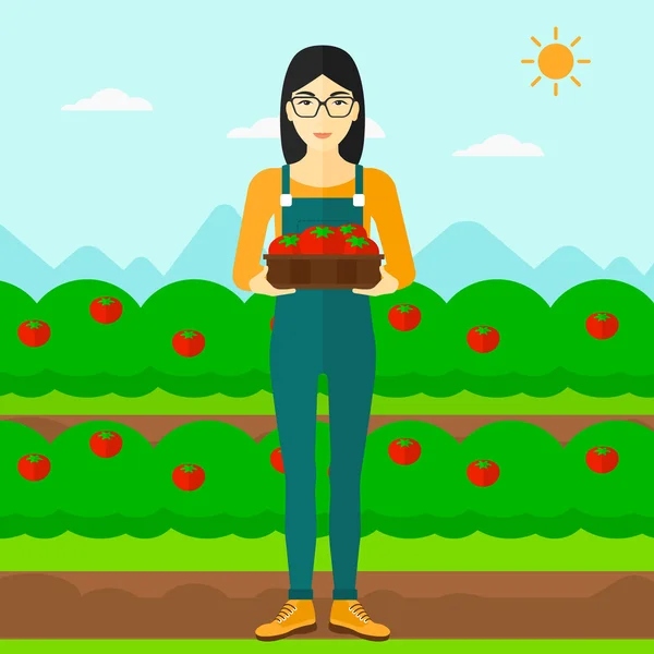 Agricultor coleta de tomate . — Vetor de Stock